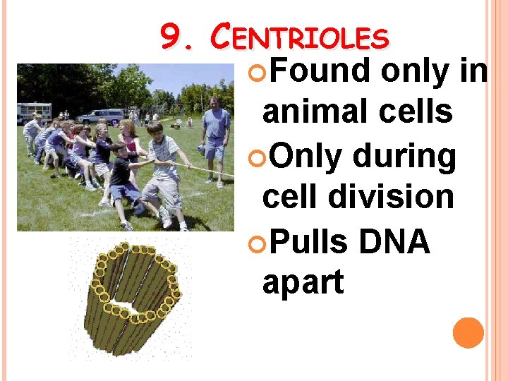 9. CENTRIOLES Found only in animal cells Only during cell division Pulls DNA apart