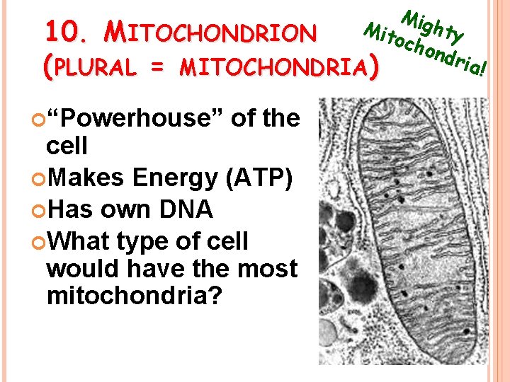Mig hty Mit 10. MITOCHONDRION och ond ria! (PLURAL = MITOCHONDRIA) “Powerhouse” of the