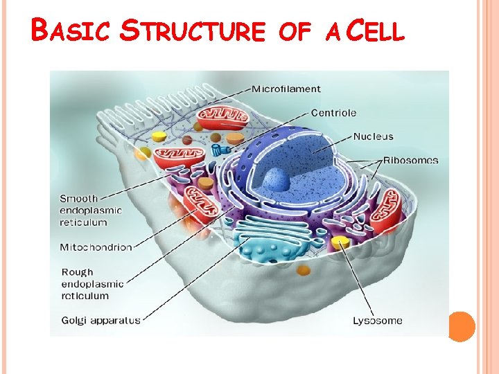 BASIC STRUCTURE OF A CELL 