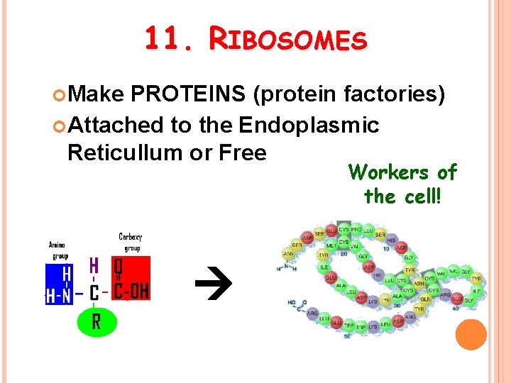 11. RIBOSOMES Make PROTEINS (protein factories) Attached to the Endoplasmic Reticullum or Free Workers