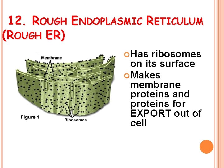 12. ROUGH ENDOPLASMIC RETICULUM (ROUGH ER) Has ribosomes on its surface Makes membrane proteins