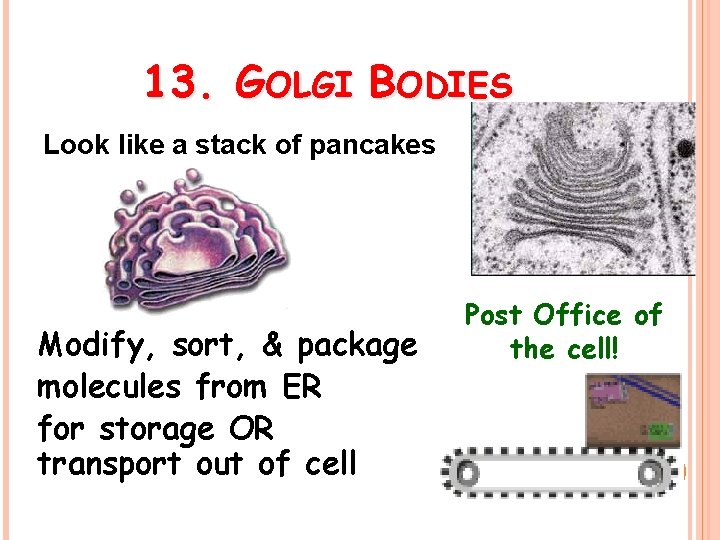 13. GOLGI BODIES Look like a stack of pancakes Modify, sort, & package molecules