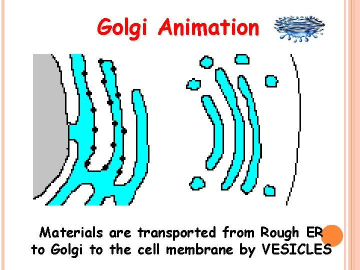 Golgi Animation Materials are transported from Rough ER to Golgi to the cell membrane