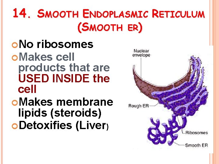 14. SMOOTH ENDOPLASMIC RETICULUM (SMOOTH No ribosomes Makes cell products that are USED INSIDE