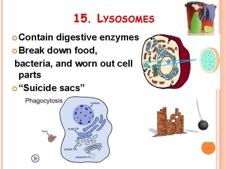 15. LYSOSOMES Contain digestive enzymes Break down food, bacteria, and worn out cell parts