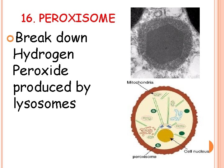 16. PEROXISOME Break down Hydrogen Peroxide produced by lysosomes 