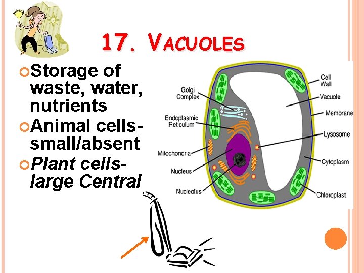 17. VACUOLES Storage of waste, water, nutrients Animal cellssmall/absent Plant cellslarge Central 