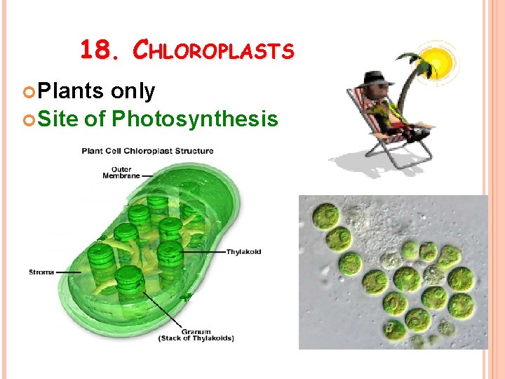 18. CHLOROPLASTS Plants only Site of Photosynthesis 