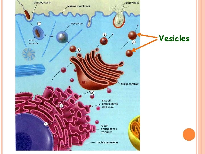 Vesicles 