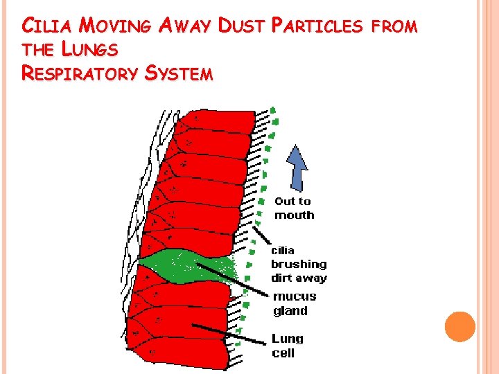 CILIA MOVING AWAY DUST PARTICLES THE LUNGS RESPIRATORY SYSTEM FROM 