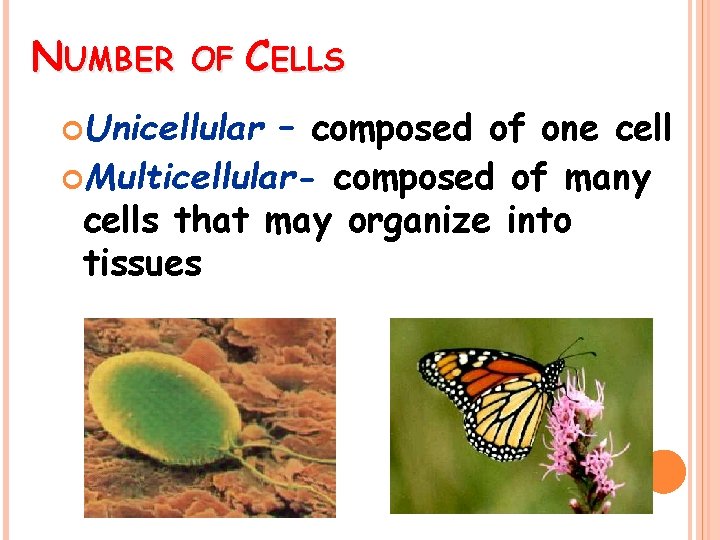 NUMBER OF CELLS Unicellular – composed of one cell Multicellular- composed of many cells