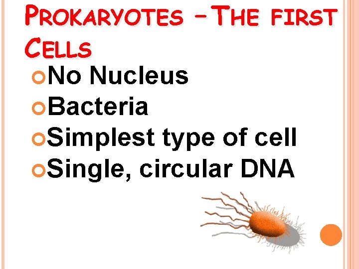 PROKARYOTES – THE FIRST CELLS No Nucleus Bacteria Simplest type of cell Single, circular