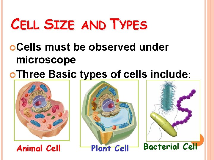 CELL SIZE AND TYPES Cells must be observed under microscope Three Basic types of
