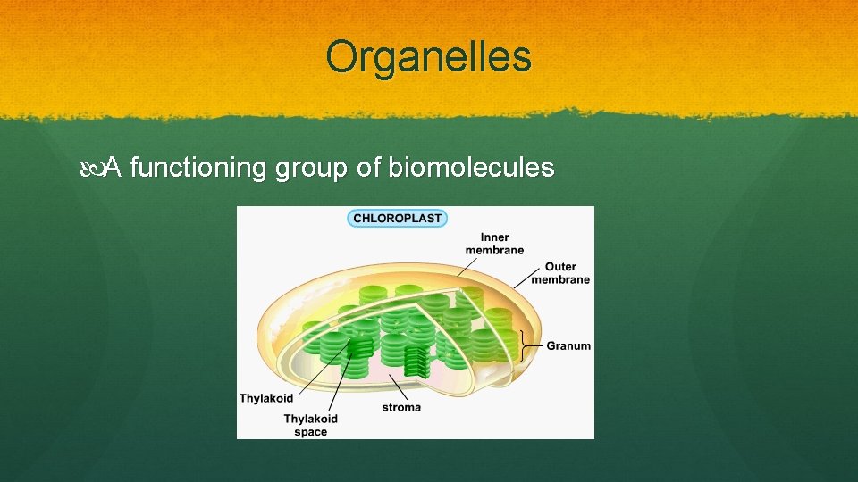 Organelles A functioning group of biomolecules 