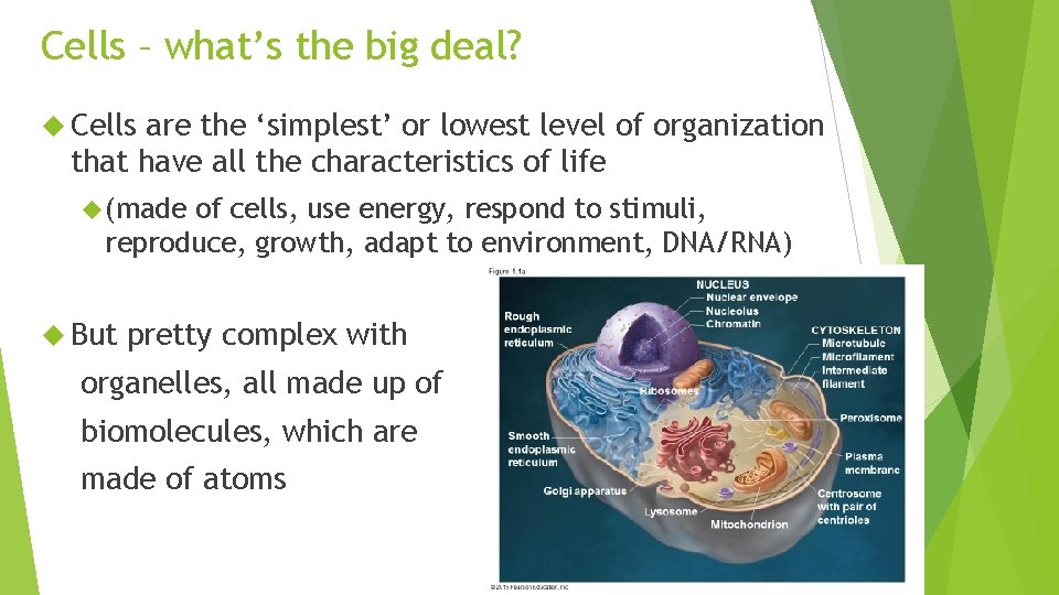 Cells – what’s the big deal? Cells are the ‘simplest’ or lowest level of
