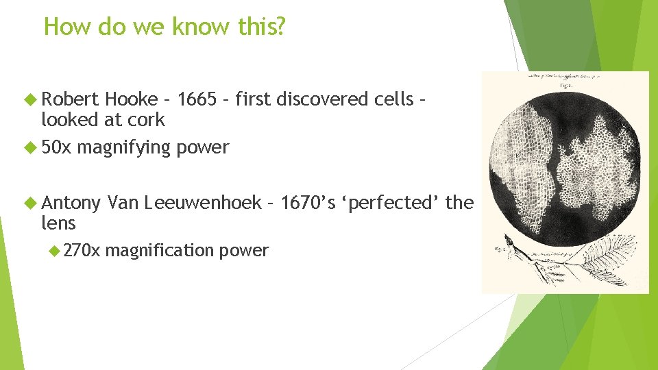 How do we know this? Robert Hooke – 1665 – first discovered cells –