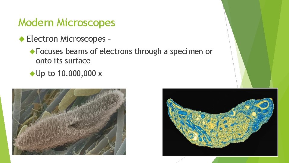 Modern Microscopes Electron Microscopes – Focuses beams of electrons through a specimen or onto
