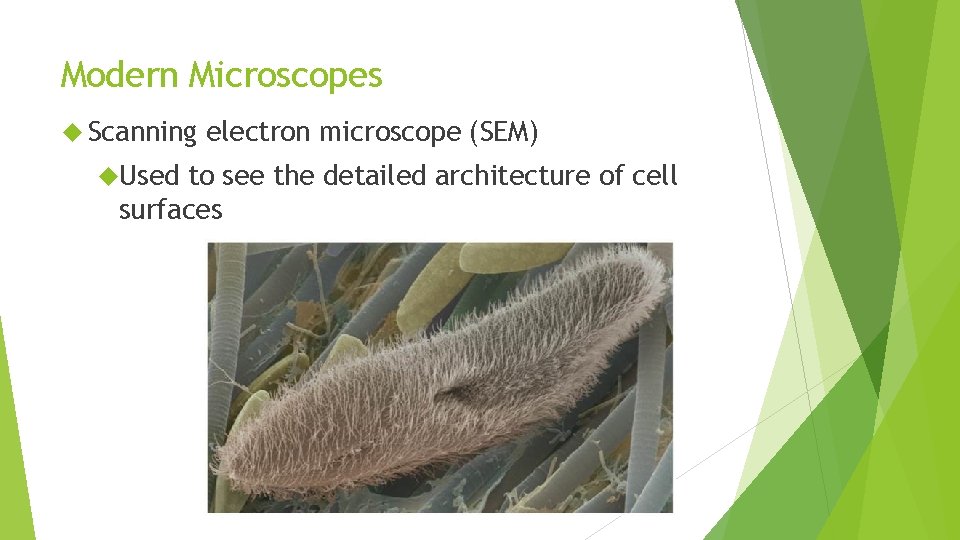 Modern Microscopes Scanning Used electron microscope (SEM) to see the detailed architecture of cell