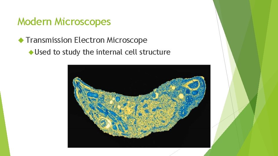 Modern Microscopes Transmission Used Electron Microscope to study the internal cell structure 