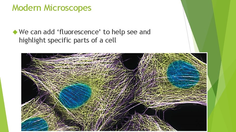 Modern Microscopes We can add ‘fluorescence’ to help see and highlight specific parts of