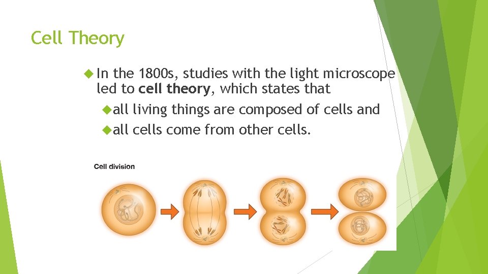 Cell Theory In the 1800 s, studies with the light microscope led to cell