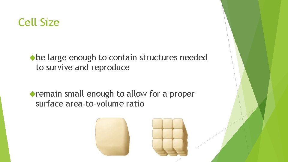 Cell Size be large enough to contain structures needed to survive and reproduce remain
