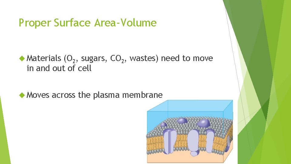 Proper Surface Area-Volume Materials (O 2, sugars, CO 2, wastes) need to move in
