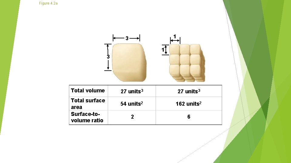 Figure 4. 2 a 1 3 Total volume Total surface area Surface-tovolume ratio 27