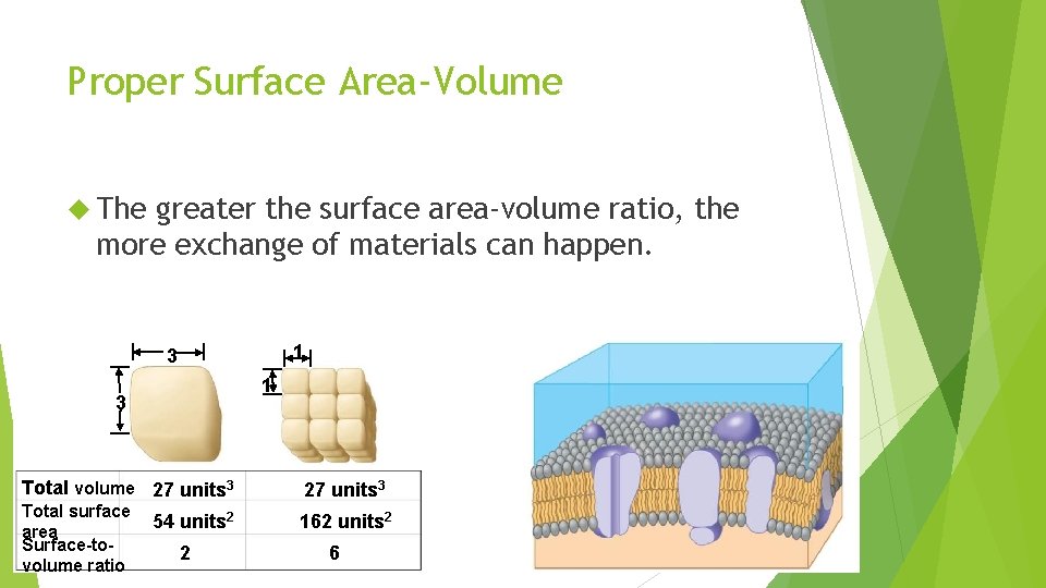 Proper Surface Area-Volume The greater the surface area-volume ratio, the more exchange of materials