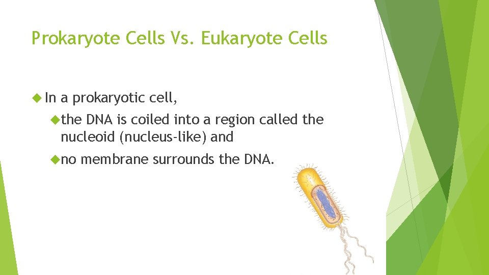 Prokaryote Cells Vs. Eukaryote Cells In a prokaryotic cell, the DNA is coiled into