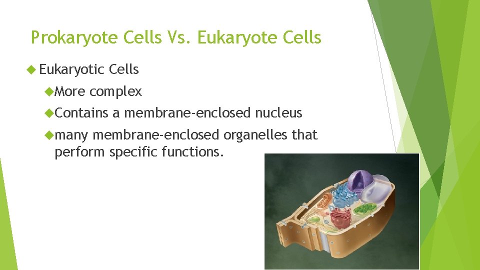 Prokaryote Cells Vs. Eukaryote Cells Eukaryotic More complex Contains many Cells a membrane-enclosed nucleus