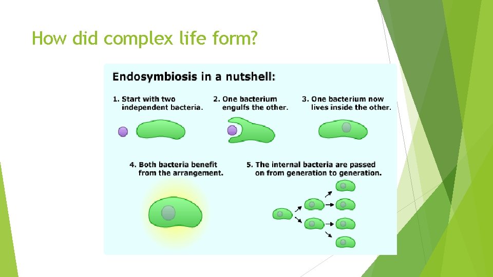 How did complex life form? 