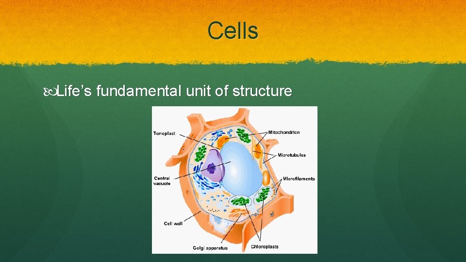 Cells Life’s fundamental unit of structure 