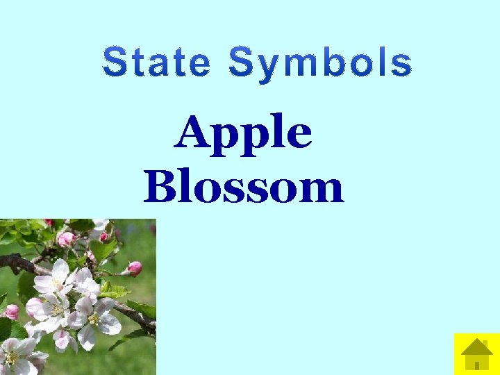 Apple Blossom 
