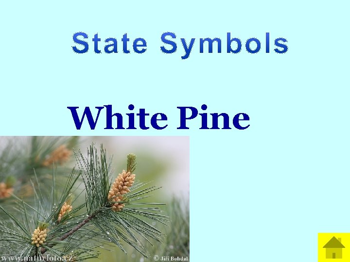 White Pine 