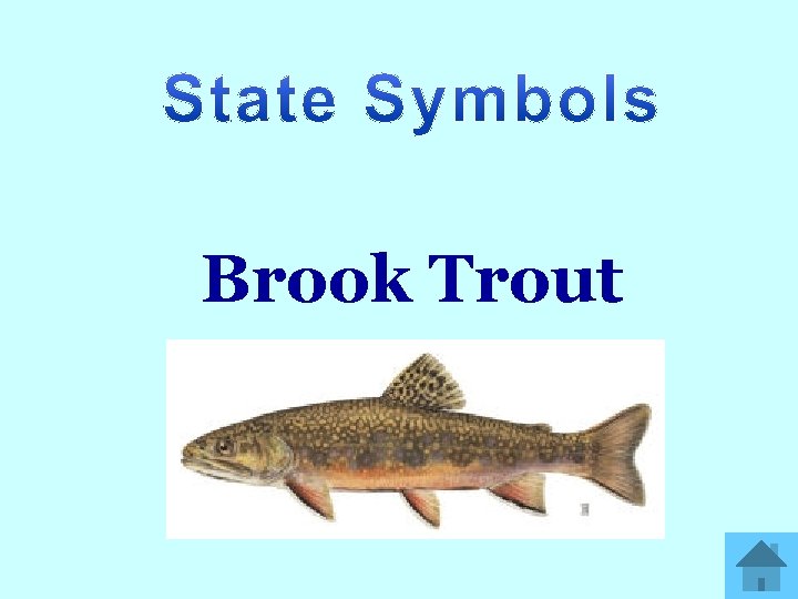 Brook Trout 