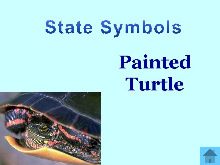 Painted Turtle 