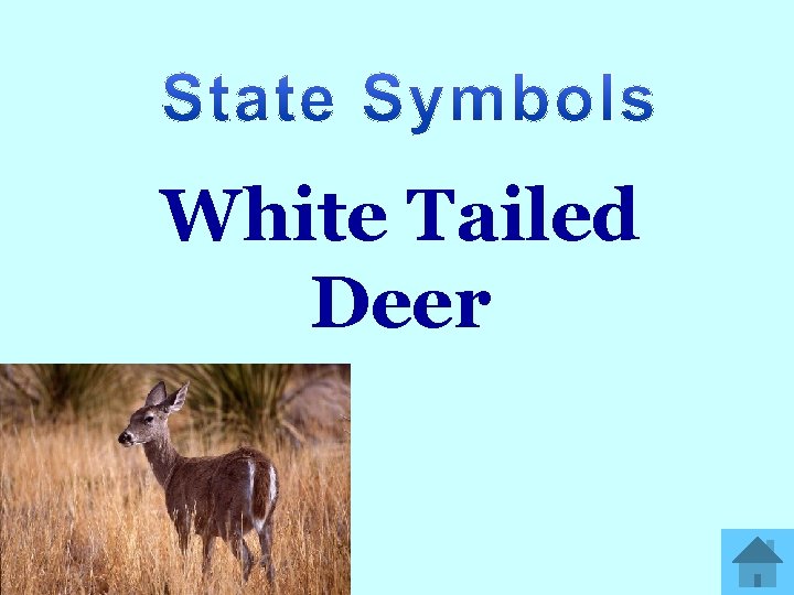 White Tailed Deer 