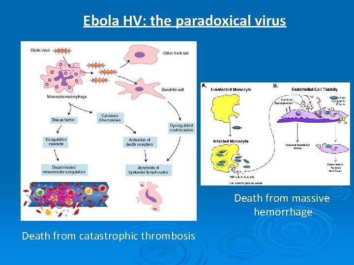 Ebola HV: the paradoxical virus Death from massive hemorrhage Death from catastrophic thrombosis 
