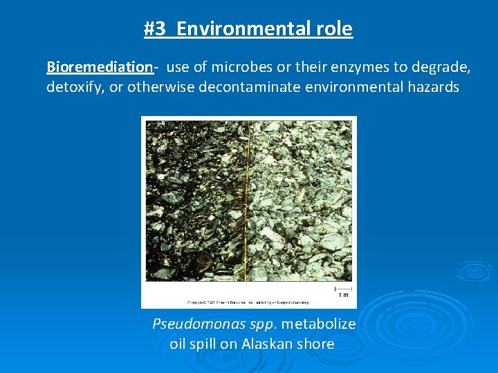 #3 Environmental role Bioremediation- use of microbes or their enzymes to degrade, detoxify, or