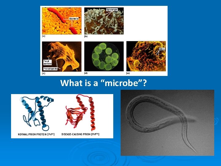 What is a “microbe”? 