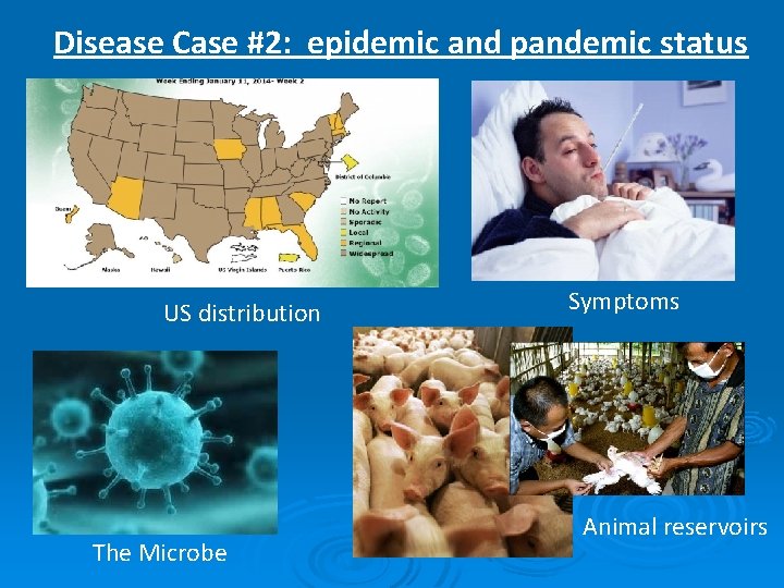 Disease Case #2: epidemic and pandemic status US distribution The Microbe Symptoms Animal reservoirs