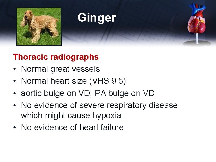Ginger Thoracic radiographs • Normal great vessels • Normal heart size (VHS 9. 5)
