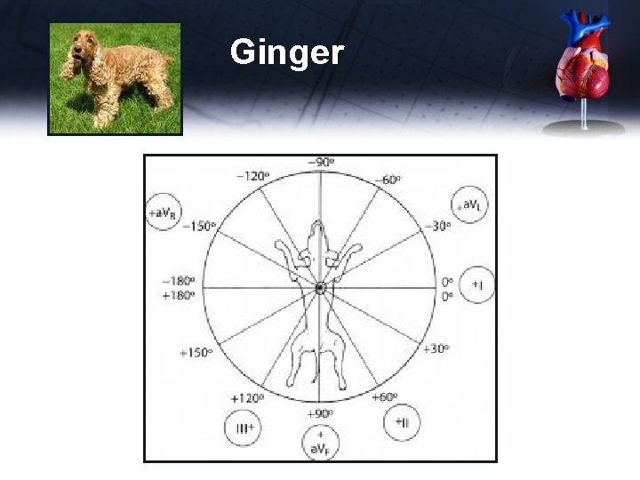 Ginger 