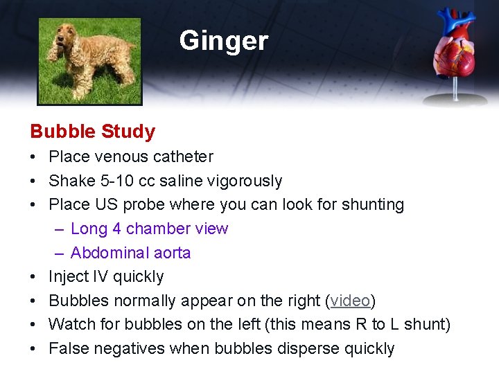 Ginger Bubble Study • Place venous catheter • Shake 5 -10 cc saline vigorously