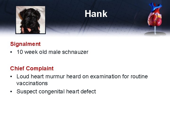 Hank Signalment • 10 week old male schnauzer Chief Complaint • Loud heart murmur