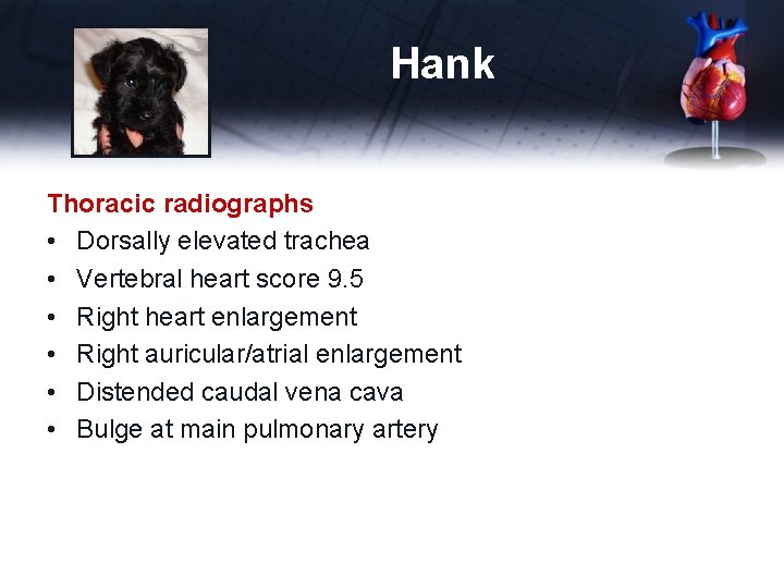 Hank Thoracic radiographs • Dorsally elevated trachea • Vertebral heart score 9. 5 •