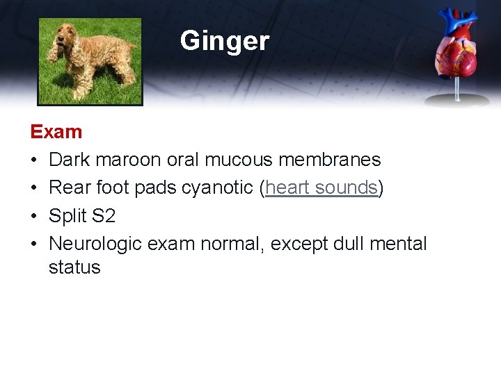 Ginger Exam • Dark maroon oral mucous membranes • Rear foot pads cyanotic (heart