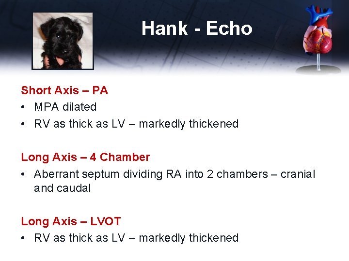 Hank - Echo Short Axis – PA • MPA dilated • RV as thick