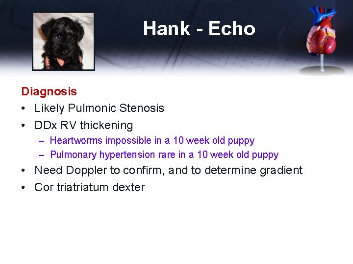 Hank - Echo Diagnosis • Likely Pulmonic Stenosis • DDx RV thickening – Heartworms